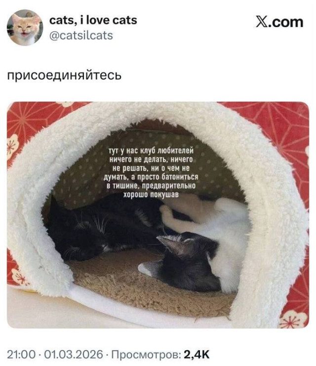 Коллекция случайного безумия: мемы без правил