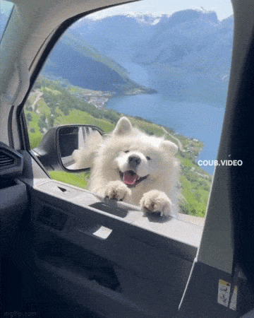 Забавные анимированные гифки для хорошего настроения